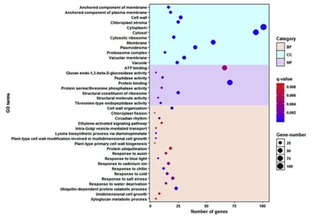 Gene Ontology Bubble Plot Using Ggplot2