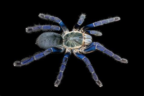 Scientists Discover Why Tarantulas Come In Vivid Blues And Greens