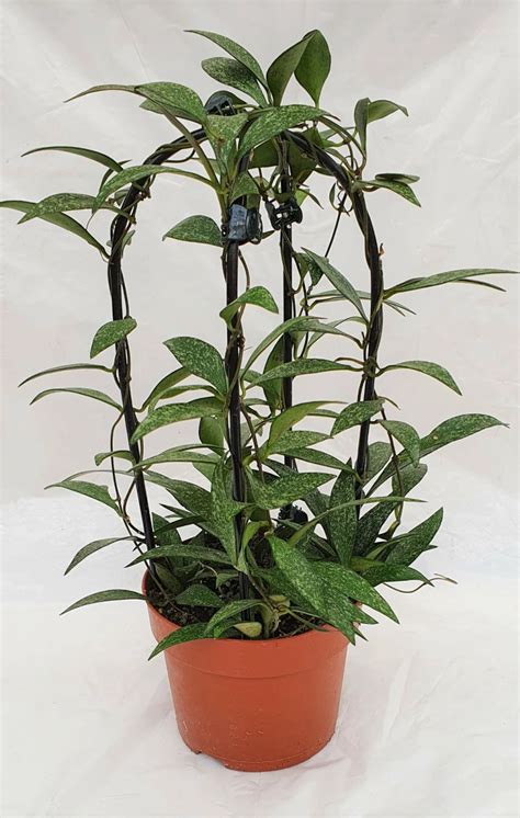 Hoya parviflora - Cowell's Garden Centre | Woolsington