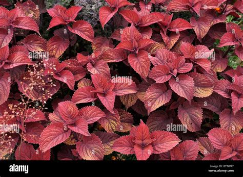 Coleus Solenostemon Scutellarioides Sedona Syn Coleus Blumei