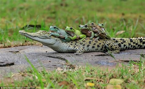 Among crocodilians, caimans are the only species known to habitually ...