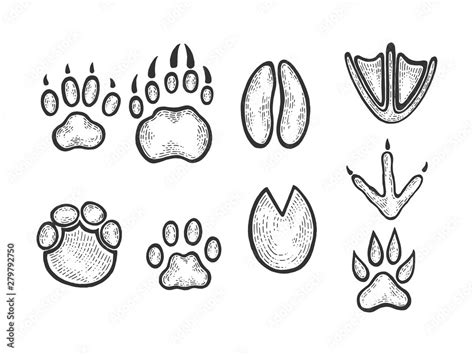 Animal tracks sketch engraving vector illustration. Scratch board style imitation. Black and ...