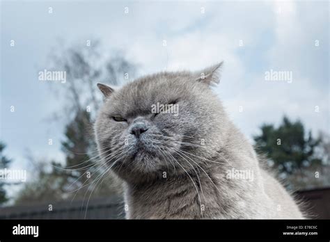 British blue cat Stock Photo - Alamy