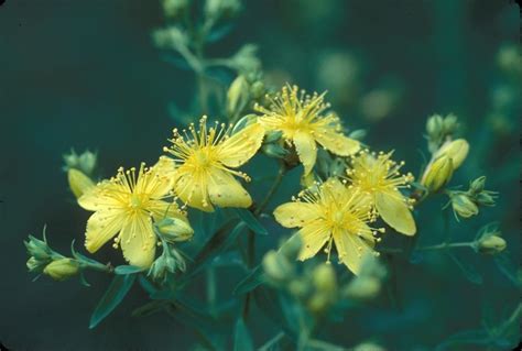 Hypericum Perforatum Common St John S Wort Go Botany