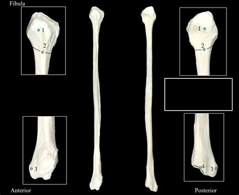 Fibula Diagram Quizlet