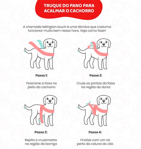 6 Truques Infalíveis Para Lidar Com O Cachorro Com Medo De Fogos