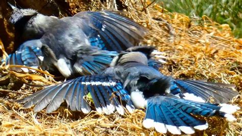 Blue Jay Call Sounds Sunbathing Bird Youtube