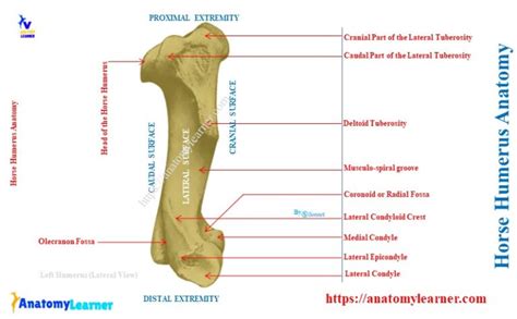 Horse Humerus Bone Anatomylearner Veterinary Anatomy Study Guide