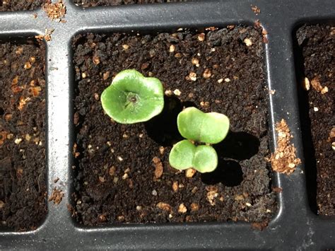 My mutated broccoli seedling : r/mildlyinteresting