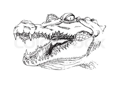 Alligator Head Drawing at PaintingValley.com | Explore collection of ...