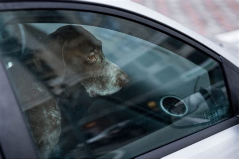 Cane Chiuso In Auto Rischia Pi Chi Rompe Il Finestrino O Chi Ce Lo