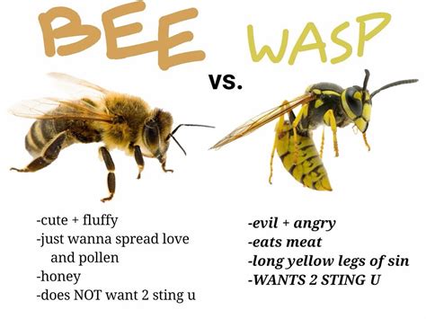 Honey Bee Vs Wasp Meme | Hot Sex Picture