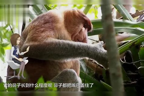 长鼻猴的鼻子有多长？垂到了下巴上，长得像茄子！多长下巴茄子