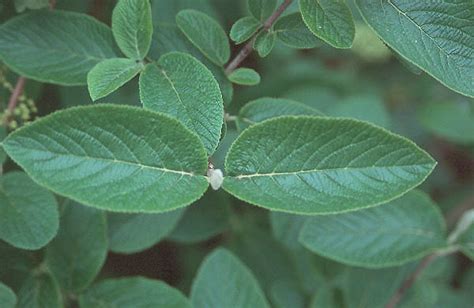 Viburnum lantana | Landscape Plants | Oregon State University