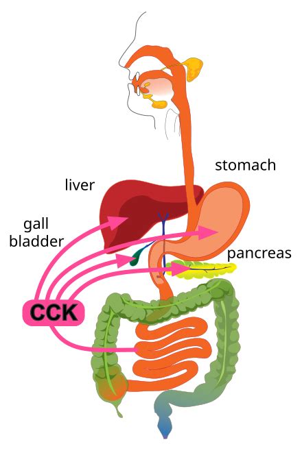 cholecystokinin wikipedia