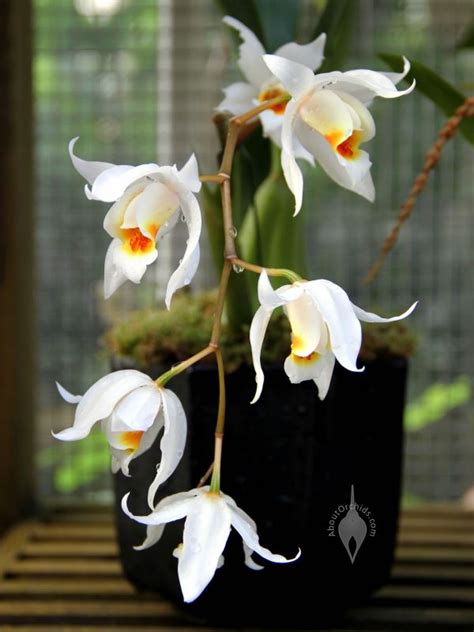 AboutOrchids » Blog Archive » Valentine’s Orchids