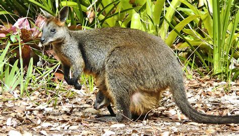 Swamp wallabies are permanently pregnant - Futurity