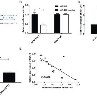 LncRNA NEAT1 Regulates MiR 205 3p Expression A Bioinformatics