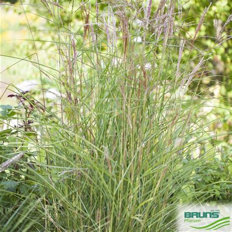 Miscanthus Sinensis Kleine Fontaene Von Bruns Pflanzen