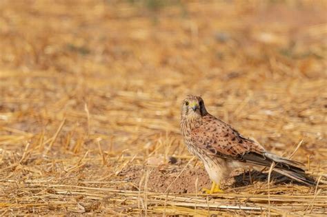 Premium Photo Common Kestrel European Kestrel Eurasian Kestrel Or Old