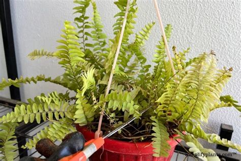 Should I Trim My Boston Fern How To Prune Simplify Plants