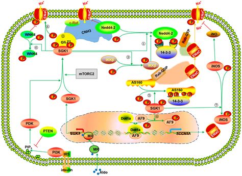 IJMS Free Full Text Serum And Glucocorticoid Regulated Kinase 1 In