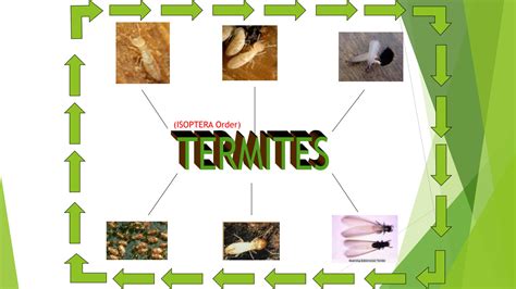 SOLUTION: Termites, Characteristics, life cycle, control, Order ...