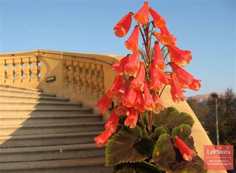 Смитианта полосатая (Smithiantha zebrina) — описание, выращивание, фото ...