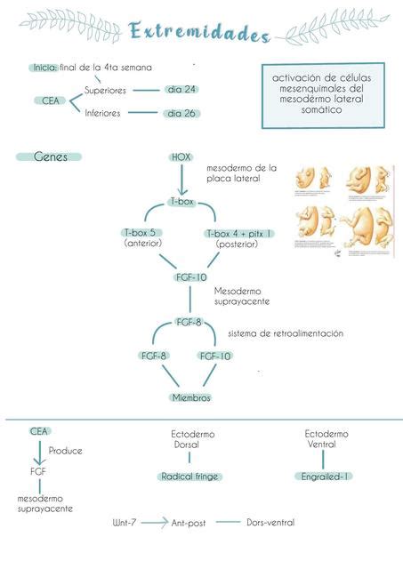 Embriología de las extremidades KIMBERLY BRISSETH CIEZA VARGAS uDocz