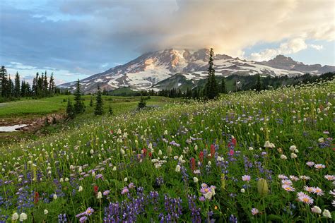 Mt. Rainier Sunrise Photograph by Justin Reznick Photography - Fine Art ...