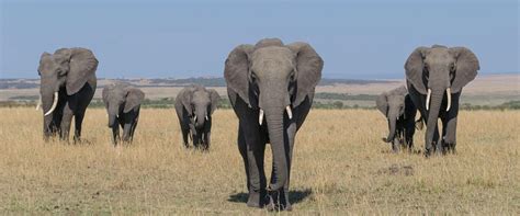 Masai Mara National Reserve - Kenya Wildlife Destinations