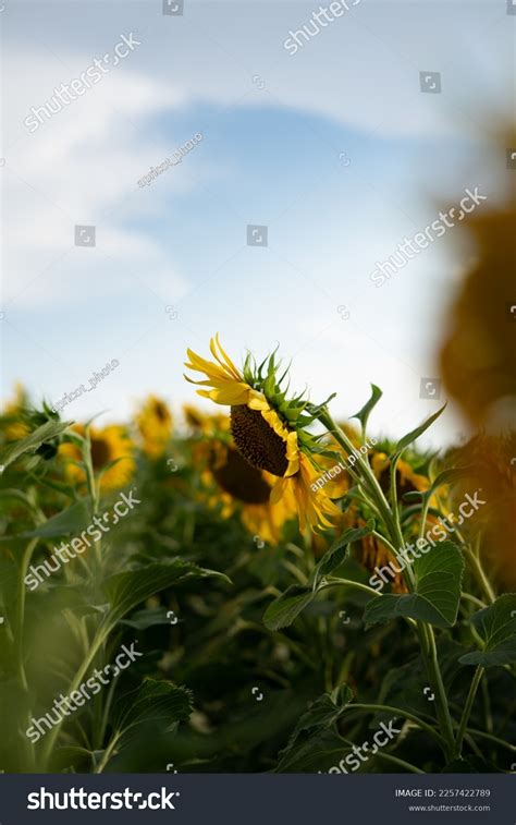 Side View Sunflower On Field Stock Photo 2257422789 | Shutterstock