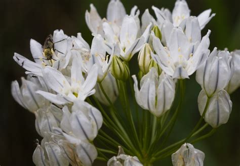 white brodiaea (Triteleia hyacinthina) · iNaturalist