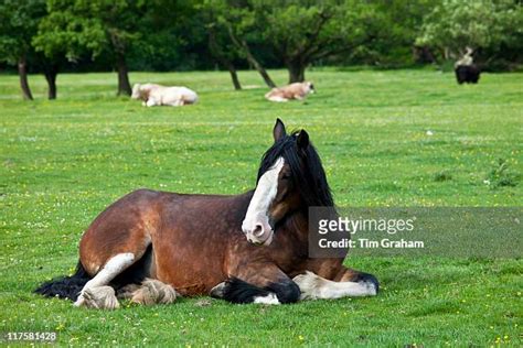 158 Horse Lying Down Stock Photos, High-Res Pictures, and Images ...