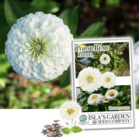 Amazon Polar Bear White Zinnia Seeds For Planting Flower