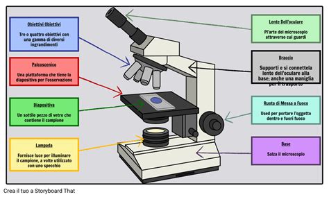 Attivit Di Etichettatura Delle Parti Del Microscopio Storyboard That