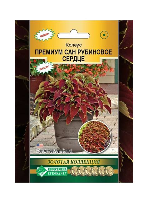 Семена колеуса