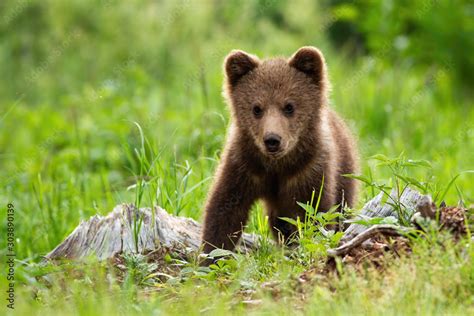 Portrait of brown bear, ursus arctos, in its natural habitat. A ...