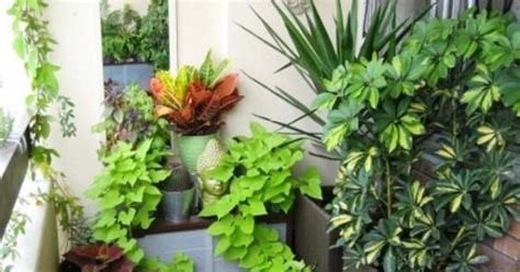 12 super easy plants for your terrace garden | Blog.Nurserylive.com | gardening in india