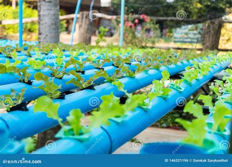 Vegetal Hidrop Nico Org Nico Foto De Stock Imagem De Alimento