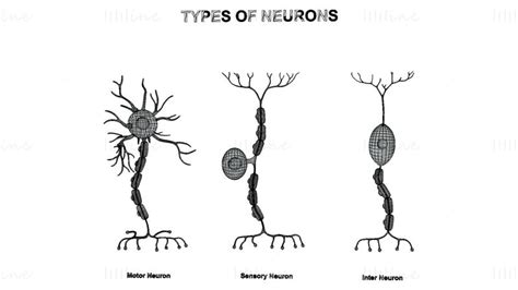 Types Of Neurons 3d Model