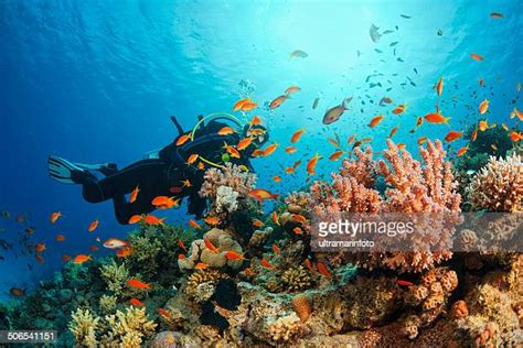 7,273 Red Sea Diving Stock Photos, High-Res Pictures, and Images ...