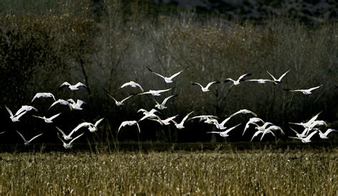 Robert Bush Photography ( Flock of Snow Geese )