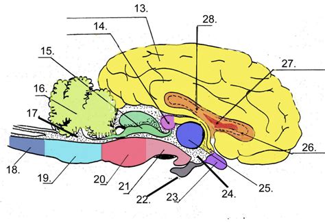 Sheep Sagittal View Diagram Quizlet