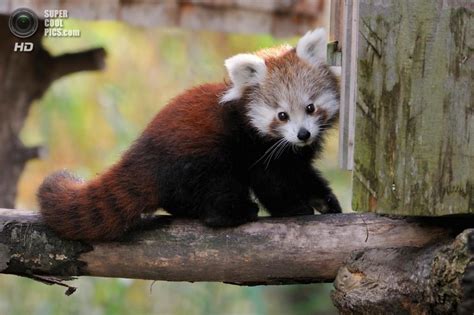 Малая панда — милейший зверёк (20 фото)