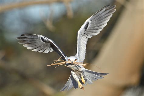 White-tailed Kite | Audubon Field Guide