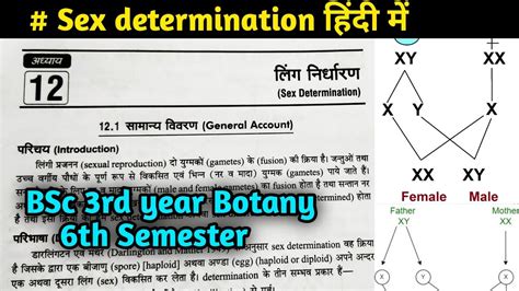 Sex Determination In Hindi Sex Determination In Drosophila Bsc