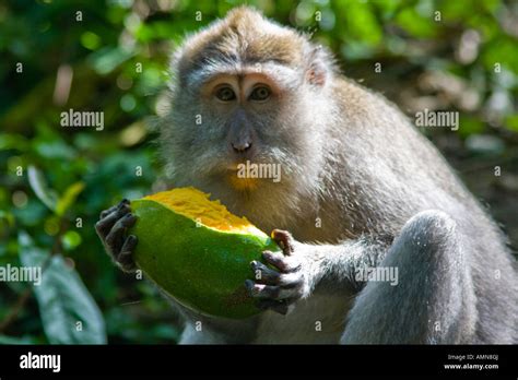 Monkey Eating Mango Hi Res Stock Photography And Images Alamy