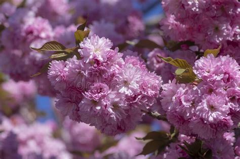 Prunus Serrulata Cultivo De Doble Flor De Cerezo Japon S Llamado Sakura