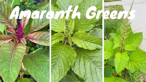 Growing Amaranth Greens Complete Guide Thotakura Thandu Keerai